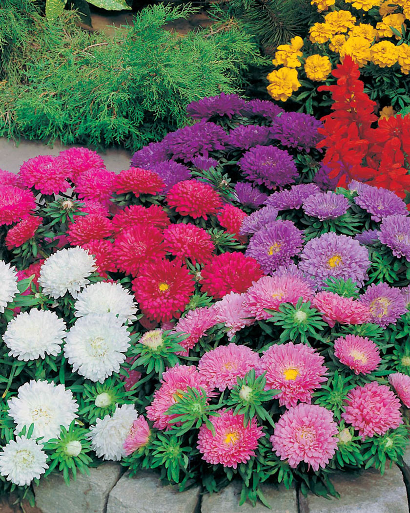 Цветы картинки с названиями садовые многолетние